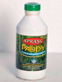 sprang-paddy1